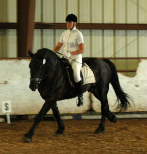 knightcantershow.jpg