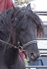 8539.jpg